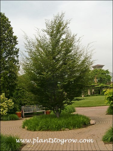 Fern Leaf Beech (Fagus sylvatica Asplenifolia)